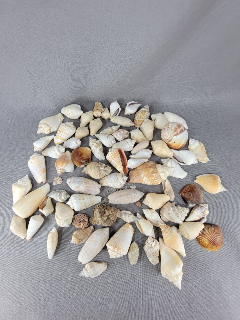Cone Conch Olive Shell Seashell Mixed Lot Nautical Beach Ocean Decor Crafts